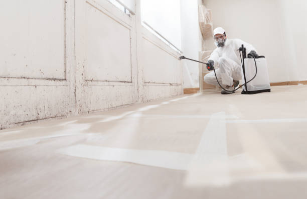 24/7 Emergency Basement Mold Remediation experts in Bellaire, MI