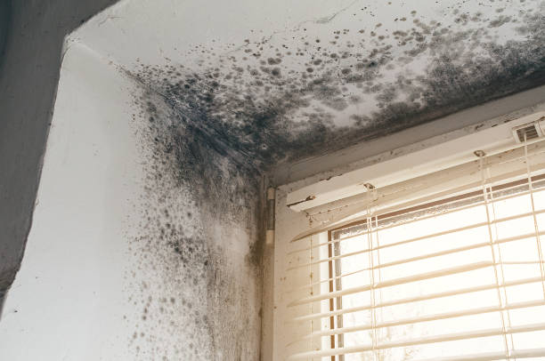 Affordable Basement Mold Remediation solutions in Bellaire, MI