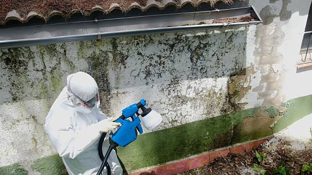 Top rated local Basement Mold Remediation specialists in Bellaire, MI
